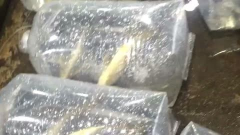 臺州龍魚vs祥龍魚場（臺州龍魚與祥龍魚場之間的差異）