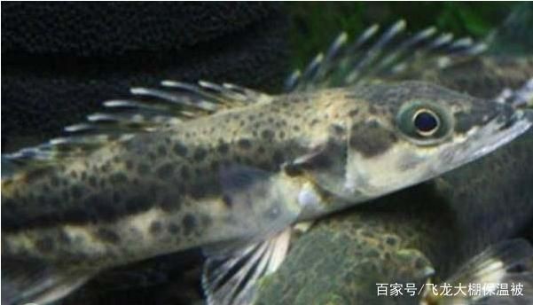 帝王魟魚繁殖缸水質管理要點，如何穩定帝王魟魚繁殖缸水質 帝王魟魚繁殖缸水質管理要點，如何穩定帝王魟魚繁殖缸水質 魟魚百科 第4張