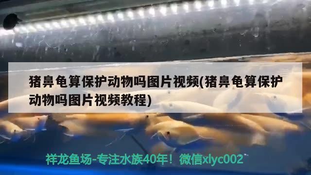 豬鼻龜算保護動物嗎圖片視頻(豬鼻龜算保護動物嗎圖片視頻教程)