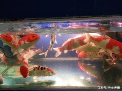 大型魚(yú)缸清潔魚(yú)怎么養(yǎng)活：如何清潔大型魚(yú)缸？