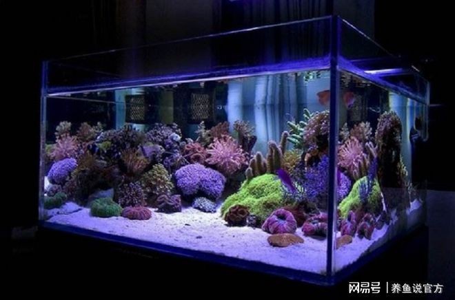 大型魚(yú)缸清潔魚(yú)怎么養(yǎng)活：如何清潔大型魚(yú)缸？