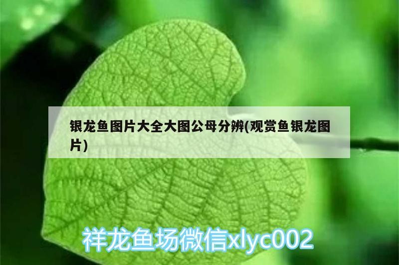 銀龍魚圖片大全大圖公母分辨(觀賞魚銀龍圖片)