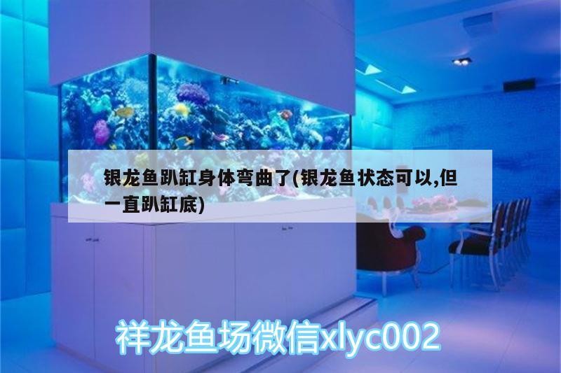 銀龍魚趴缸身體彎曲了(銀龍魚狀態可以,但一直趴缸底)
