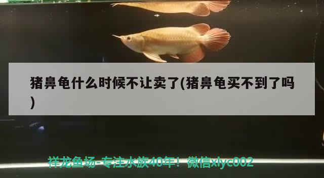 豬鼻龜什么時候不讓賣了(豬鼻龜買不到了嗎)