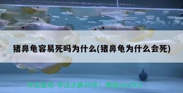 豬鼻龜容易死嗎為什么(豬鼻龜為什么會死)