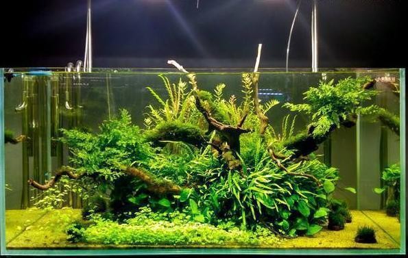 禹州市大禹水族有限公司（禹州市大禹水族有限公司電話）