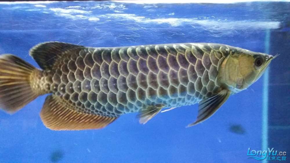 金龍魚與銀龍魚的區別