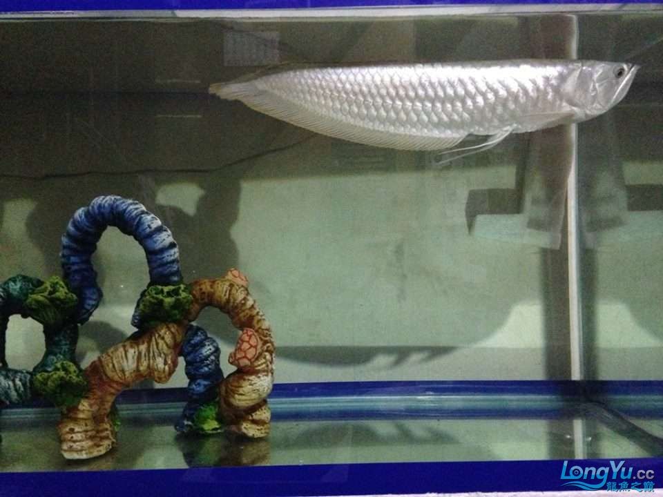 金龍魚與銀龍魚的區別