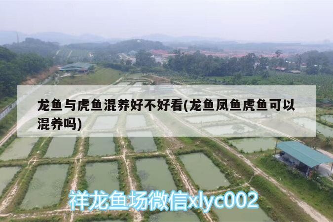龍魚(yú)與虎魚(yú)混養(yǎng)好不好看(龍魚(yú)鳳魚(yú)虎魚(yú)可以混養(yǎng)嗎)