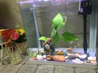 對著魚缸吹氣可以增氧嗎：養(yǎng)魚的過程中，魚缸中的水有足夠的氧氣是非常重要的