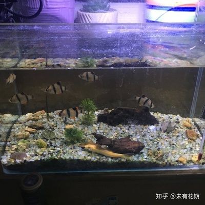 對著魚缸吹氣可以增氧嗎：養(yǎng)魚的過程中，魚缸中的水有足夠的氧氣是非常重要的