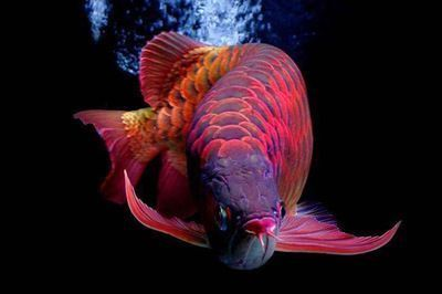江源縣三岔子鎮(zhèn)德春水族館（江源縣三岔子鎮(zhèn)德春水族館電話）