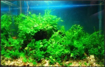 大魚缸養(yǎng)什么水草好養(yǎng)：如何選擇適合大魚缸的水草