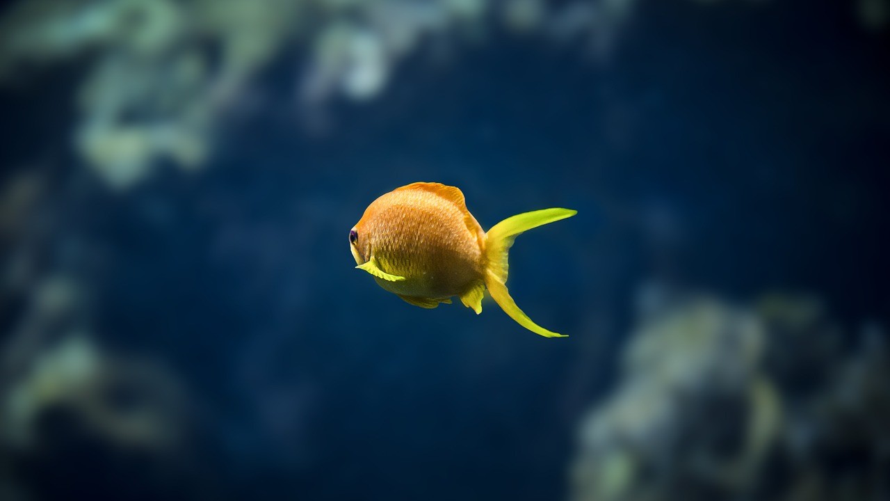 黃色的雷龍魚（灰色雷龍魚）