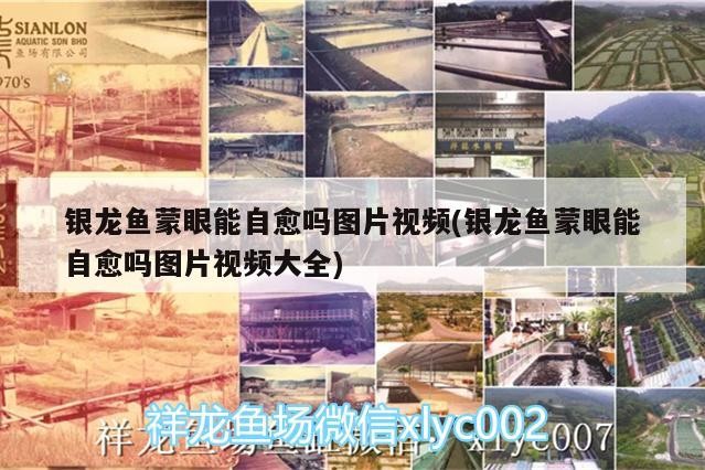 銀龍魚蒙眼能自愈嗎圖片視頻(銀龍魚蒙眼能自愈嗎圖片視頻大全)