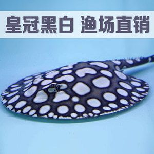 如何判斷黑金魟魚飽腹，如何判斷黑金魟魚是否飽腹