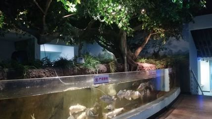 河池水族館vs祥龍魚場（河池水族館和祥龍魚場各有側重）