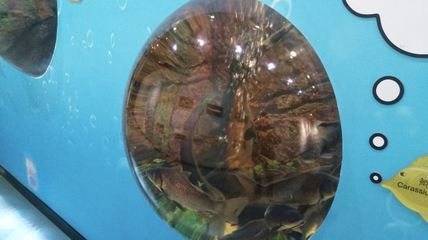 河池水族館vs祥龍魚場（河池水族館和祥龍魚場各有側重）