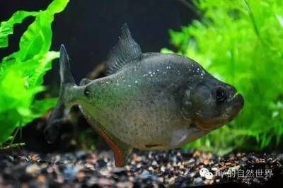 虎魚圖片及價格 品種：印尼虎魚和泰北虎魚的區別