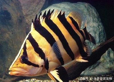 虎魚圖片及價格 品種：印尼虎魚和泰北虎魚的區別