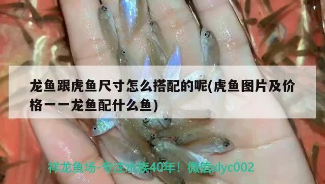 龍魚跟虎魚尺寸怎么搭配的呢(虎魚圖片及價格一一龍魚配什么魚)