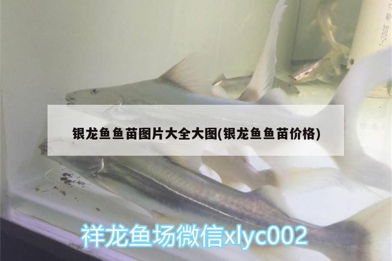 銀龍魚魚苗圖片大全大圖(銀龍魚魚苗價(jià)格) 銀龍魚魚苗圖片大全大圖(銀龍魚魚苗價(jià)格) 銀龍魚百科