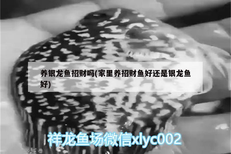 養(yǎng)銀龍魚(yú)招財(cái)嗎(家里養(yǎng)招財(cái)魚(yú)好還是銀龍魚(yú)好)