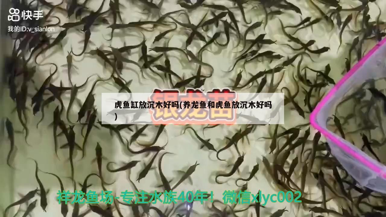 虎魚缸放沉木好嗎(養龍魚和虎魚放沉木好嗎)