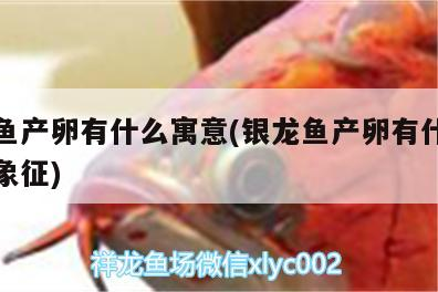 銀龍魚產卵有什么寓意(銀龍魚產卵有什么寓意和象征)