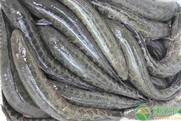 黑金魟魚繁殖環境優化技巧，黑金魟魚的繁殖環境優化技巧