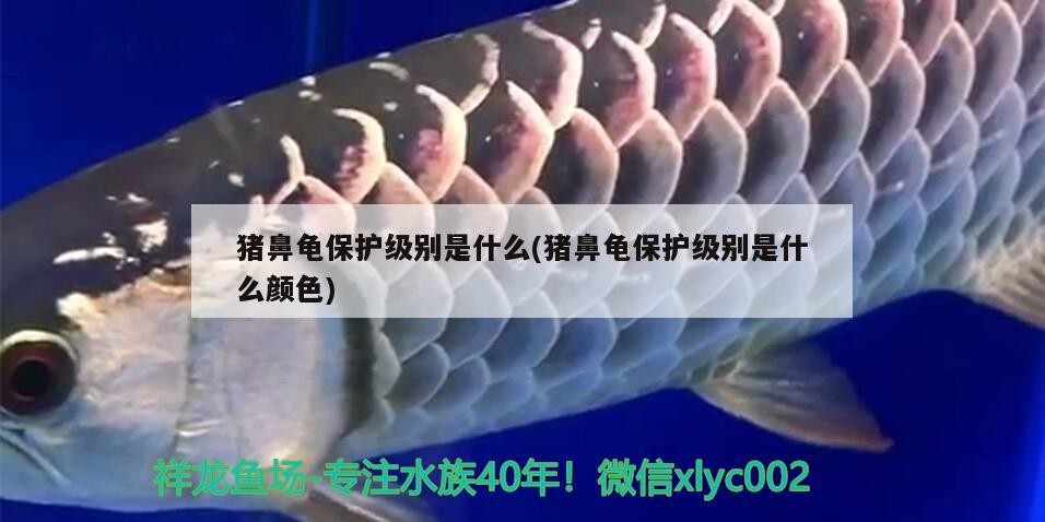 豬鼻龜保護級別是什么(豬鼻龜保護級別是什么顏色)