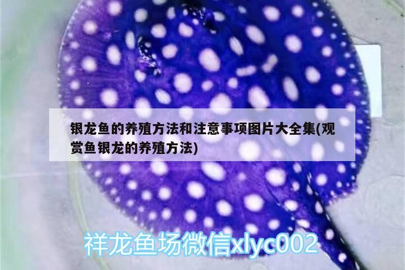 銀龍魚的養殖方法和注意事項圖片大全集(觀賞魚銀龍的養殖方法)