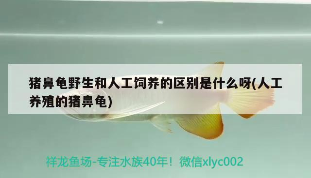 豬鼻龜野生和人工飼養的區別是什么呀(人工養殖的豬鼻龜)