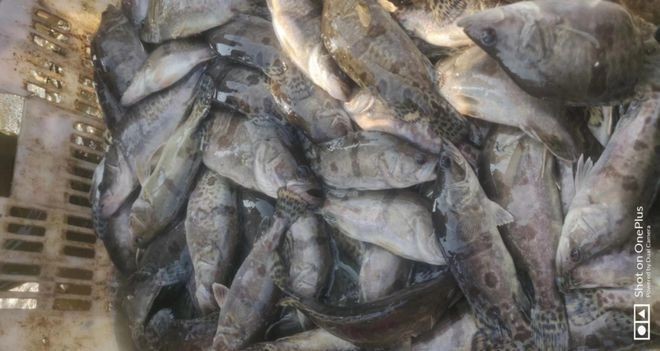 福魟魟魚最佳飼養環境，如何判斷福[需手動填充][需手動填充]魚健康狀態