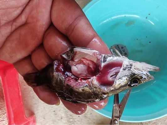 福魟魟魚最佳飼養環境，如何判斷福[需手動填充][需手動填充]魚健康狀態