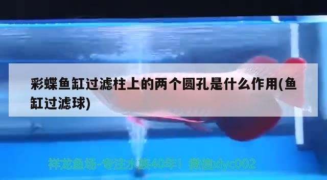 彩蝶魚缸過濾柱上的兩個圓孔是什么作用(魚缸過濾球) 彩蝶魚缸過濾柱上的兩個圓孔是什么作用(魚缸過濾球) 魟魚百科