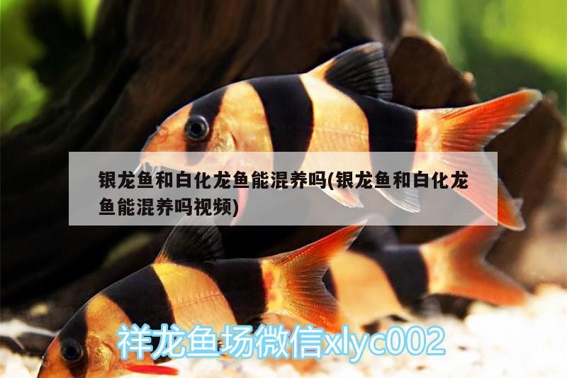 銀龍魚和白化龍魚能混養(yǎng)嗎(銀龍魚和白化龍魚能混養(yǎng)嗎視頻)