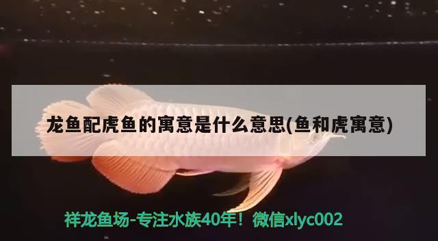 龍魚配虎魚的寓意是什么意思(魚和虎寓意)