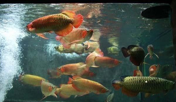 紅龍魚金龍魚混養好嗎：如何緩解紅龍魚和金龍魚混養問題