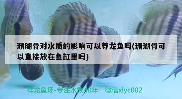 珊瑚骨對水質的影響可以養龍魚嗎(珊瑚骨可以直接放在魚缸里嗎)