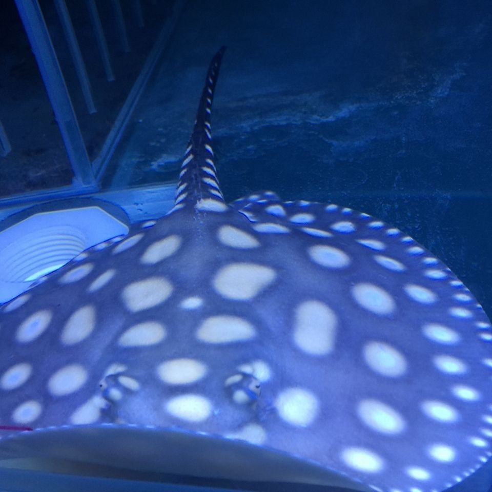純血皇冠黑白魟魚的市場價格趨勢，純血皇冠黑白魟魚市場價格趨勢