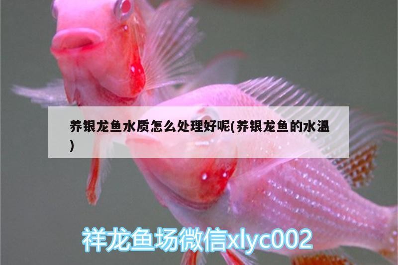 養銀龍魚水質怎么處理好呢(養銀龍魚的水溫)
