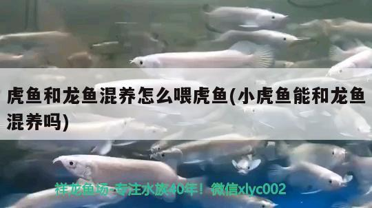 虎魚和龍魚混養(yǎng)怎么喂虎魚(小虎魚能和龍魚混養(yǎng)嗎)
