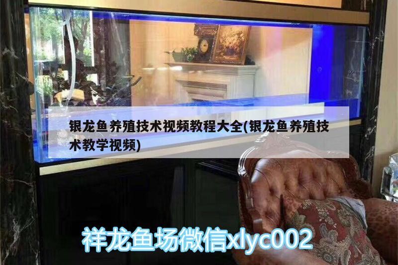 銀龍魚養殖技術視頻教程大全(銀龍魚養殖技術教學視頻)