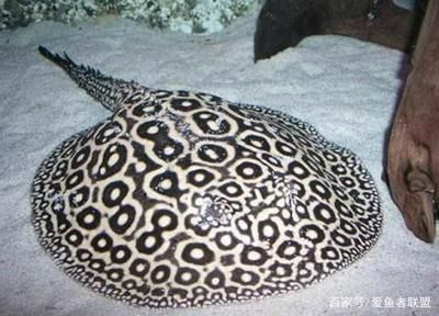 福魟魟魚燙傷護理方法，福[需手動填充][需手動填充]魚燙傷后如何保持水質(zhì)清潔