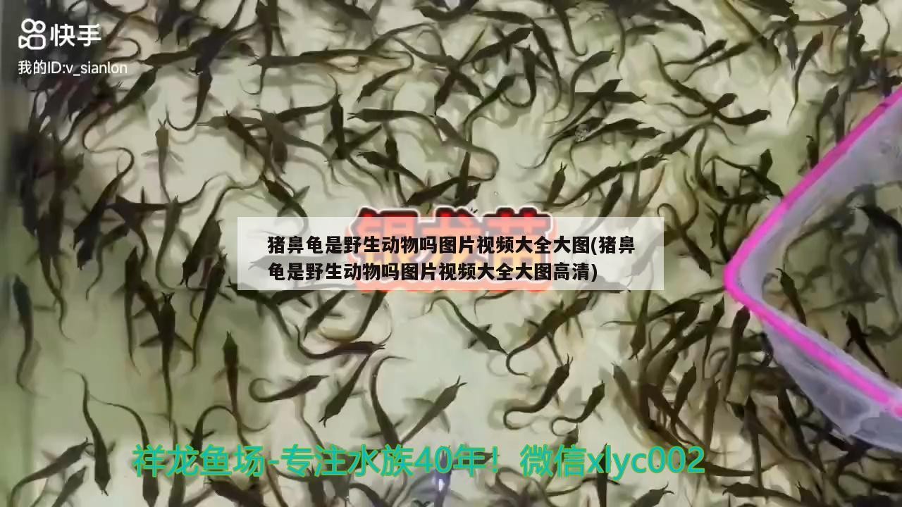 豬鼻龜是野生動物嗎圖片視頻大全大圖(豬鼻龜是野生動物嗎圖片視頻大全大圖高清)