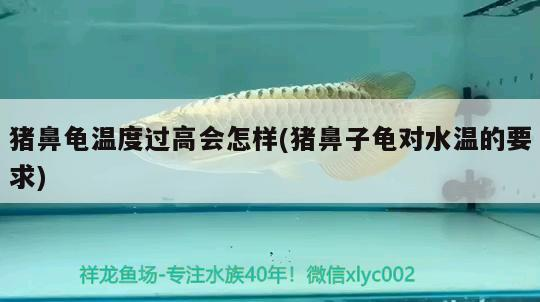 豬鼻龜溫度過高會怎樣(豬鼻子龜對水溫的要求)