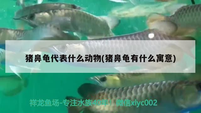 豬鼻龜代表什么動物(豬鼻龜有什么寓意)