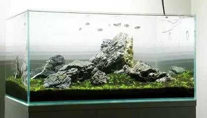 稱贊魚缸好看的句子：關于稱贊魚缸好看的句子