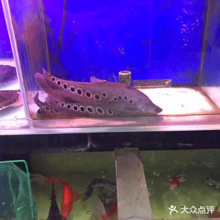 泉州水族館vs祥龍魚場（泉州水族館與祥龍魚場各有特點）